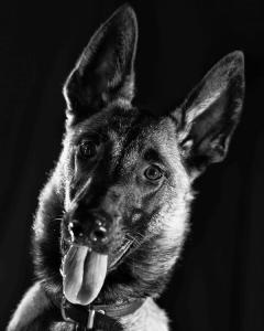 Growl Class - for fearful, aggressive, reactive dogs needing obedience in Victoria BC